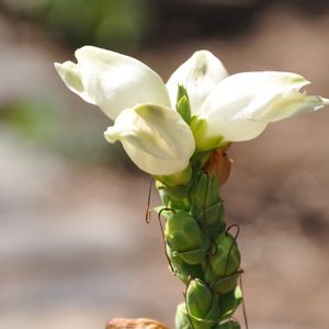 Chelone glabra (turtlehead)
