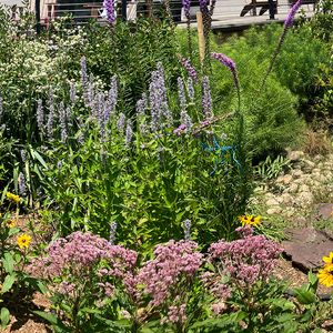 Chestertown Garden Tours – October 16, 2026