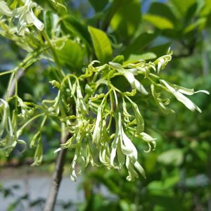 Chionanthus virginicus (fringetree)