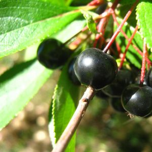 The Aronia Berry: America's Native Superfruit! - Saturday, June 6