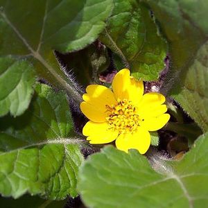 Chrysogonum virginianum 'Pierre' (gold star)