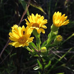Chrysopsis mariana (Maryland golden-aster)