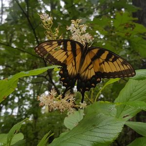 Clethra alnifolia (summersweet)