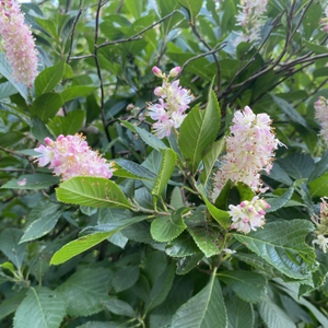 Clethra alnifolia 'Pink Spires'