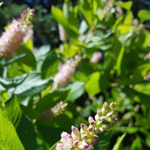 Clethra alnifolia 'Ruby Spice'