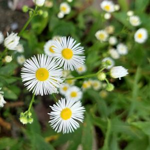 Contributor Membership