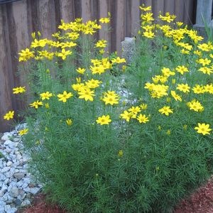 Coreopsis verticillata 'Golden Showers' (whorled coreopsis)