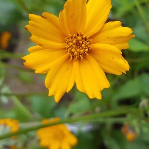 Coreopsis auriculata 'Nana' (lobed tickseed)