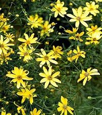 Coreopsis verticillata 'Moonbeam' (threadleaf coreopsis)