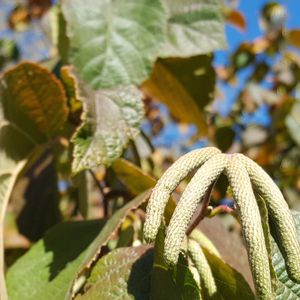 Corylus americana (American hazelnut)