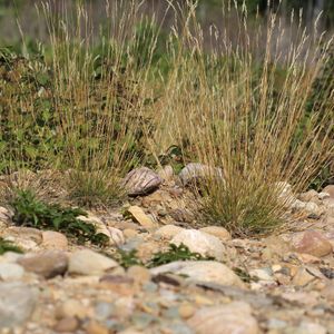 Danthonia spicata (poverty grass)