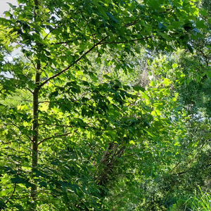 The Dawn Chorus – May 2, 2026