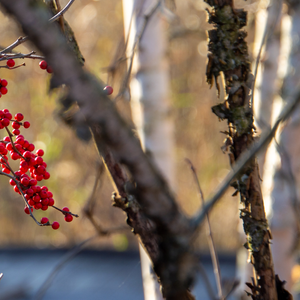 First Saturday Walk - December 6, 2025
