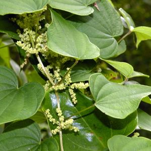 Dioscorea villosa (wild yam)