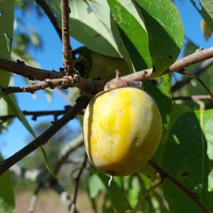 Diospyros virginiana (American persimmon)