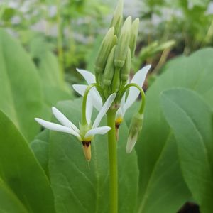Dodecatheon meadia (Primula meadia) (shooting star)