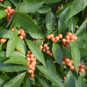 Ilex verticillata 'Winter Gold' (winterberry, female)