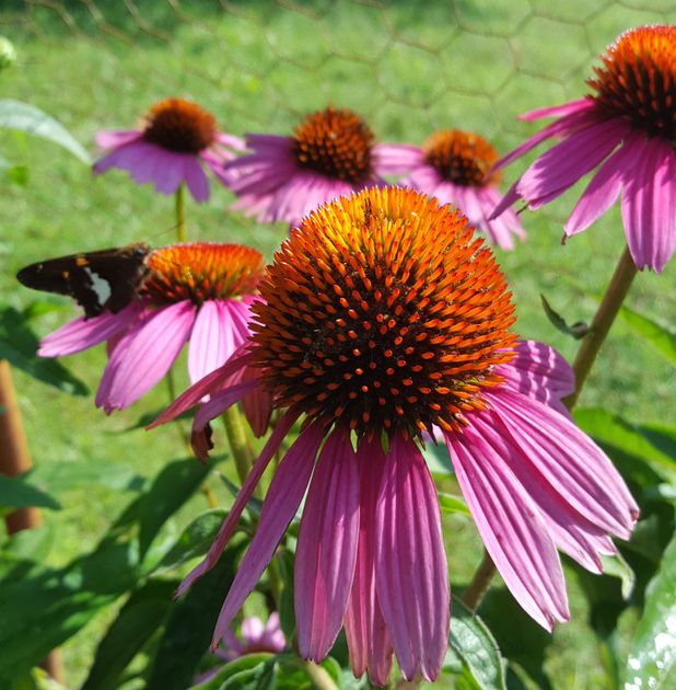 purple coneflower plant purple coneflower plant