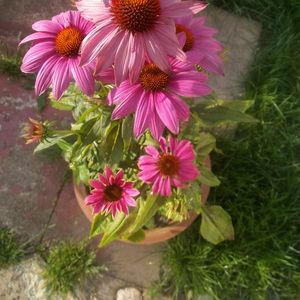 Echinacea purpurea 'PowWow Wild Berry' (purple coneflower)