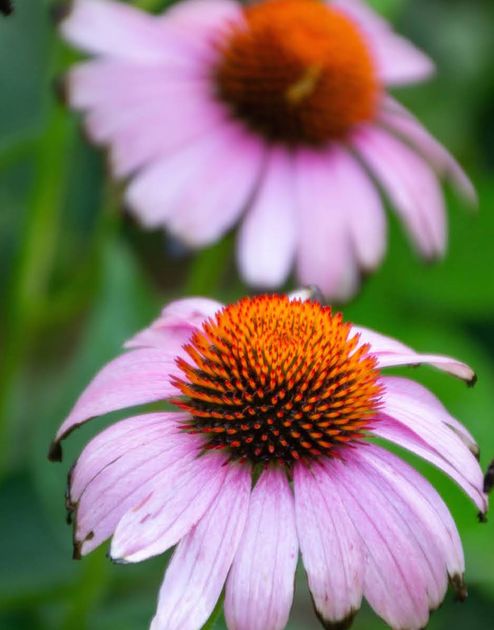 purple coneflower benefits