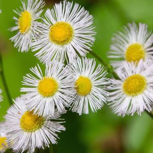 Erigeron pulchellus 'Lynnhaven Carpet' (fleabane daisy)