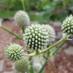 Eryngium yuccifolium (rattlesnake master)