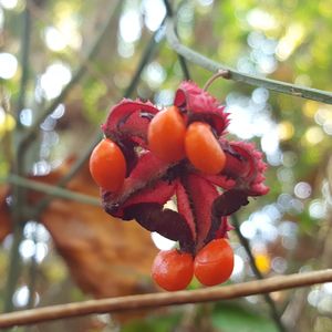 Euonymus americanus (strawberry bush)