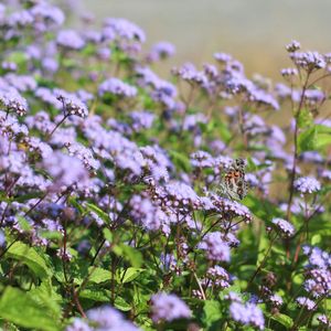 Eupatorium coelestinum  (Conoclinium coelestinum) (blue mistflower)