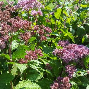 Eutrochium (Eupatorium) dubium 'Little Joe' (Joe-Pye weed)