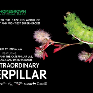 The Extraordinary Caterpillar: Film Screening – September 16, 2026
