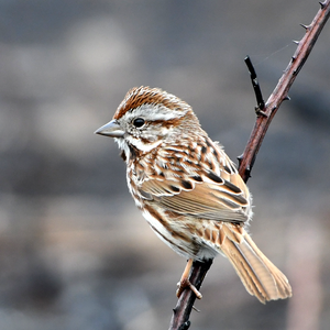 Fall Slow Birding – September 11, 2025