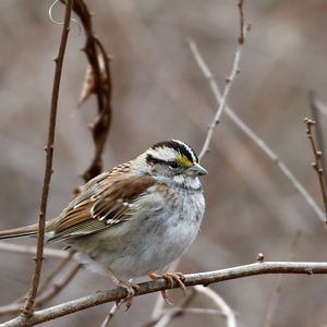 Fall Slow Birding – September 25, 2025