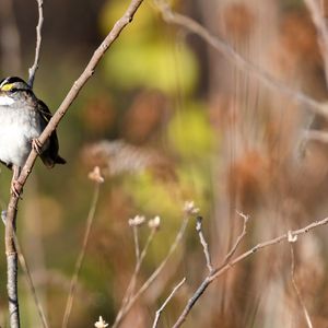 Fall Migration Walk with Jim Wilson – October 3, 2026