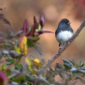 Slow Birding – September 10, 2026