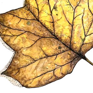 Botanical Art: Fall Treasures in Pen and Watercolor – November 19 & 20, 2026