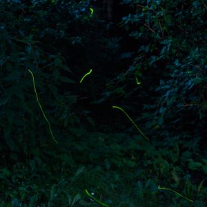 Fireflies! August 20