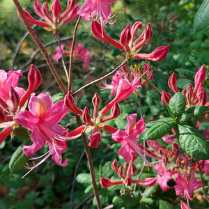 First Saturday Walk - May 2, 2026