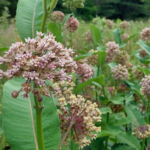 First Saturday Walk - June 6, 2026