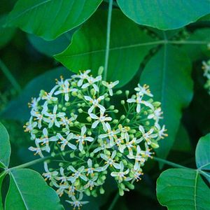 Ptelea trifoliata (hop tree)