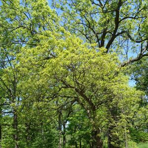 Quercus prinoides (dwarf Chinkapin oak)
