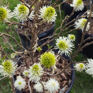 Fothergilla x 'Mt.Airy' (fothergilla)