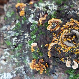 Biodiversity Walk – July 12, 2026