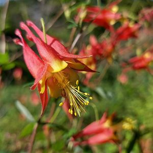 Garden Club/Nonprofit Membership
