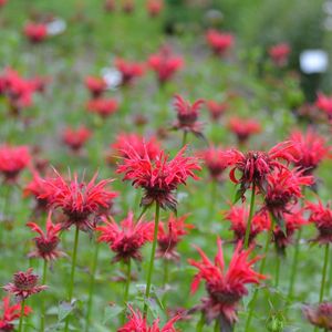 Monarda didyma 'Gardenview Scarlet' (bee balm)