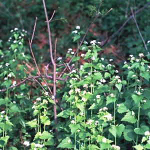 Identifying the Eastern Shore's Least Wanted Plants - November 9