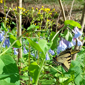 Soup 'n Walk: Ephemeral Blooms and Buzzing Pollinators – April 18, 2026