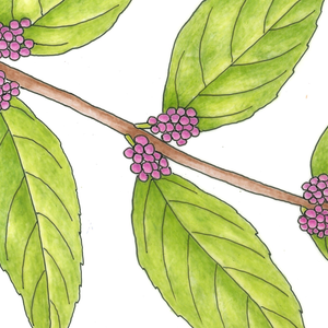 Botanical Art Sampler – May 23, 2026