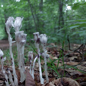 Biodiversity Walk – April 19, 2026