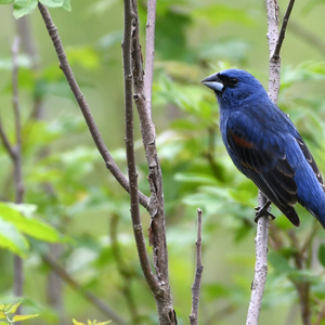 Bird Song – March 28, 2026