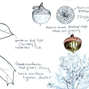 Botany for Botanical Artists – September 26, 2025